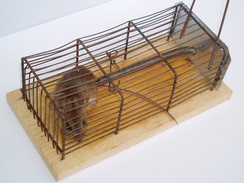 Build Mouse Traps Using Simple Machines