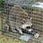 Homemade Raccoon Trap