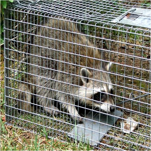 Homemade Raccoon Trap