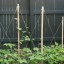 Tips about How to Build a Trellis for Growing Pole Beans