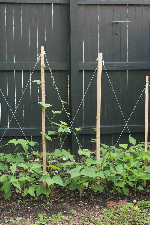 Tips about How to Build a Trellis for Growing Pole Beans