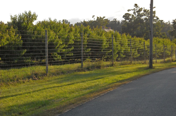 Deer Fence