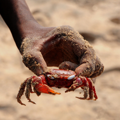 Catch Crabs the Easy Way