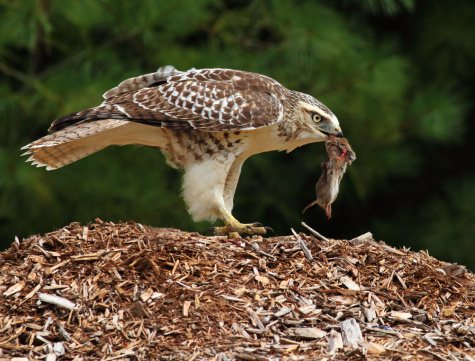 Tips about How to Catch a Hawk