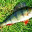 Tips to Catch a Perch Fish With Dead Minnows