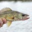 Catch a Walleye From the Shore