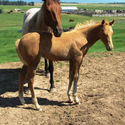 Choose a Barrel Horse