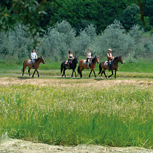 Horse Riding Stable