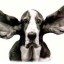 Clean a Canine Ear Canal