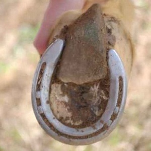 Clean a Horse Hoof for Riding