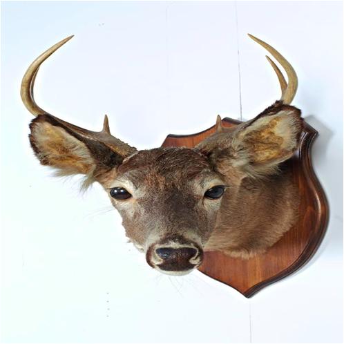 Old Deer Mount