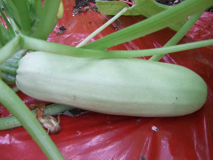 Zucchini Squash