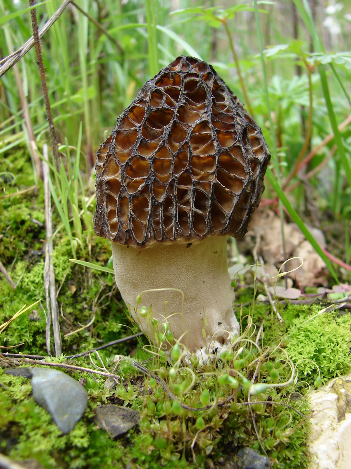 Cooking Fresh Morel Mushrooms