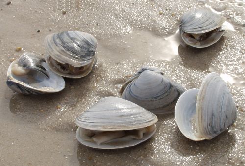 Clams on the Oregon Coast