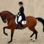 Doing Basic Dressage Successfully