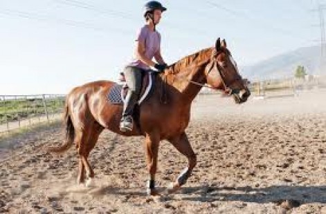 Posting Trot on a Horse