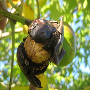 How to Eat Black Walnuts from the Tree