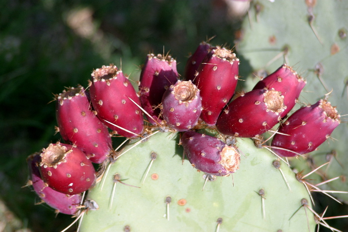 Extract Cactus Juice at Home