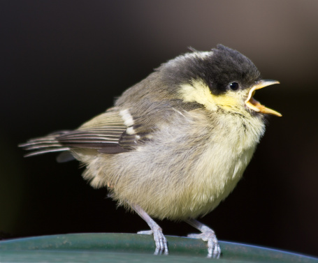 Feed a Fledgling Bird