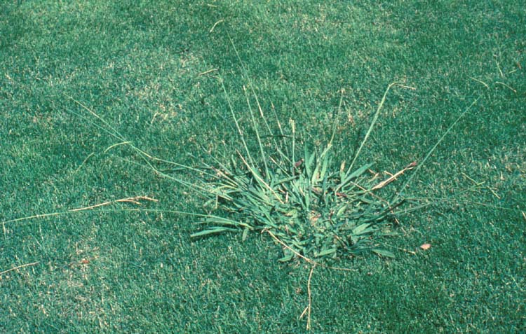 How to Get Rid of Crabgrass Sprouting in My Yard