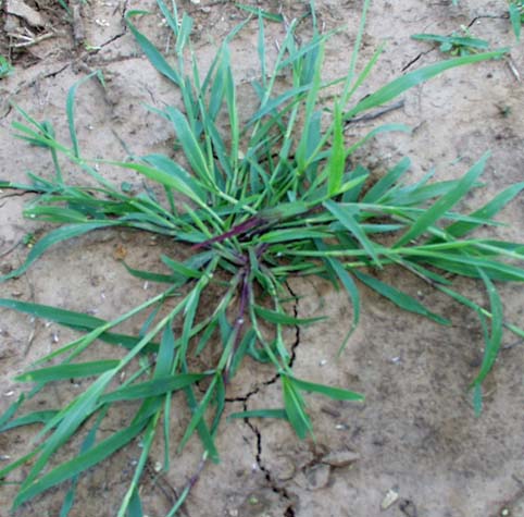 Get Rid of Weeds and Crabgrass