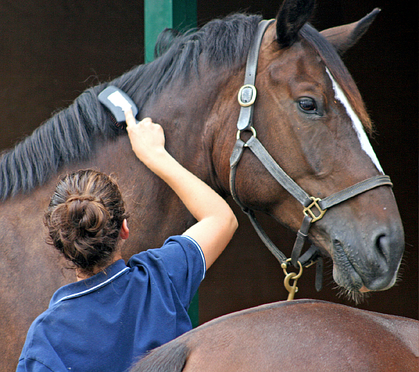 Horse Grooming