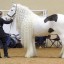 Groom Your Horse for an English Show