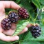 How to Grow Boysenberries