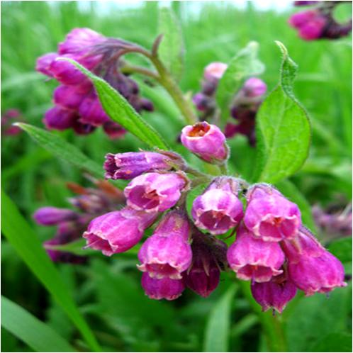 Grow Comfrey at Home