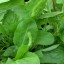 Grow French Sorrel at Home