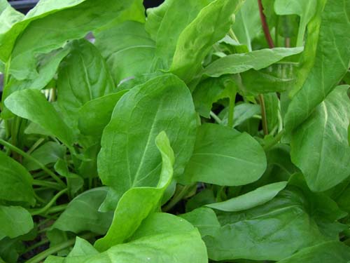 Grow French Sorrel at Home