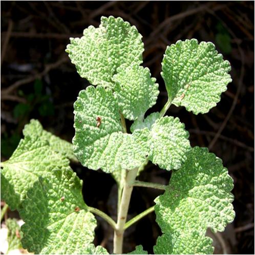 Grow Horehound at Home