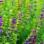 Grow Hyssop at Home