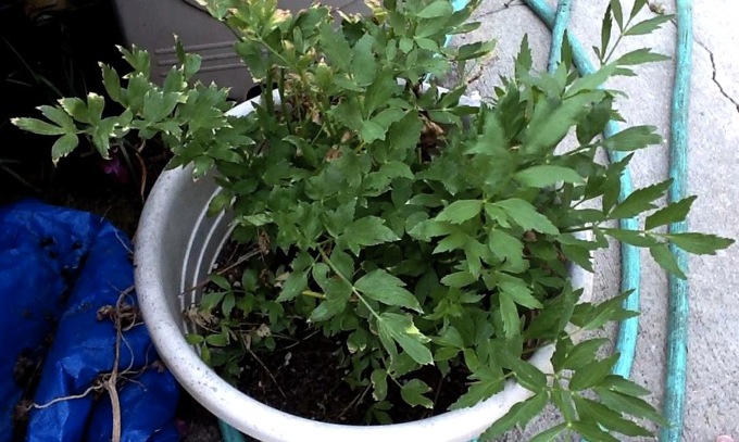 How to Grow Lovage at Home