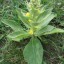 Grow Mullein at Home