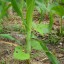 Grow Pole beans and corn together