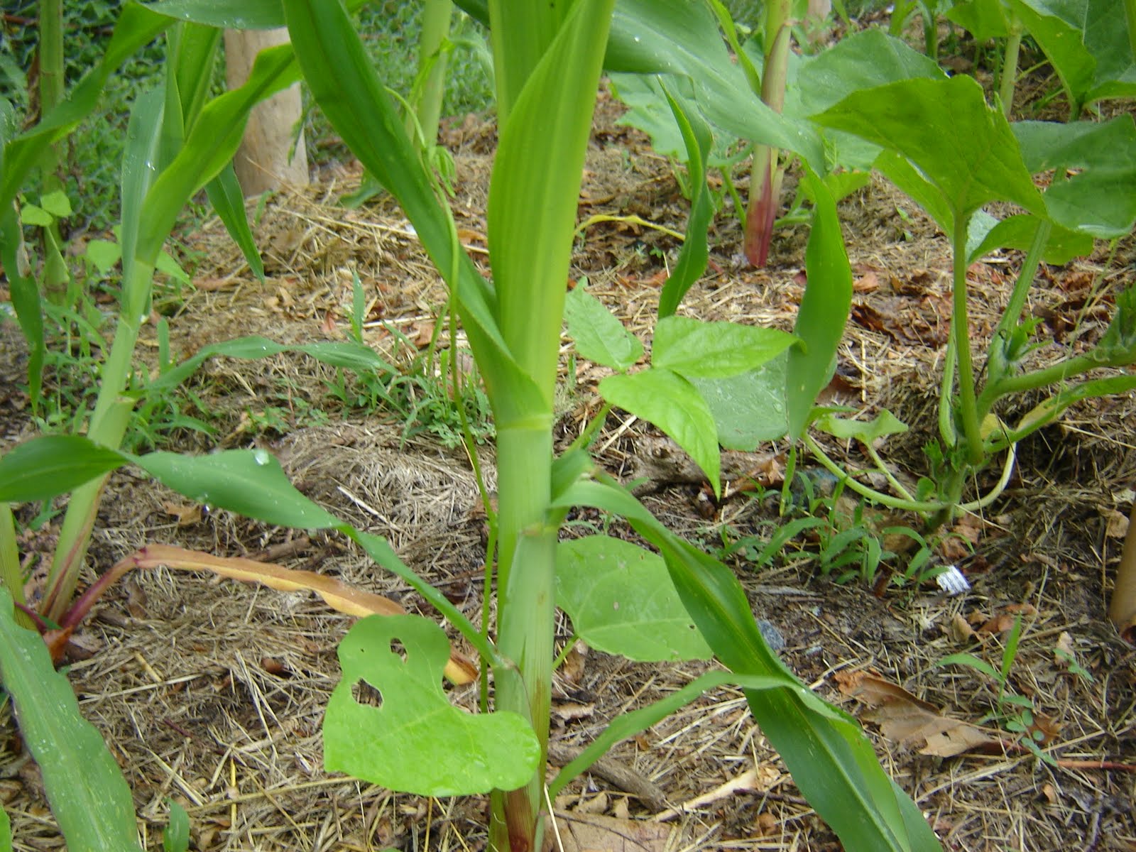 Grow Pole beans and corn together