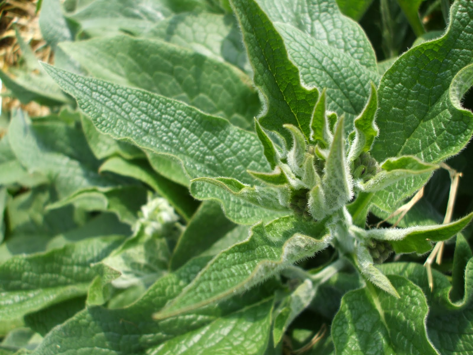 Comfrey plant