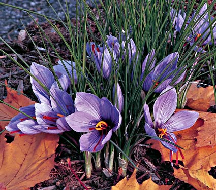 Grow Saffron Crocus at Home