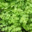 Grow Salad Burnet at Home