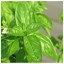 Sweet Basil