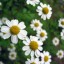 German Chamomile