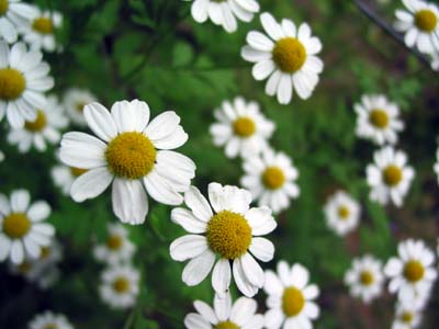 German Chamomile