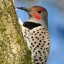 Tips about How to Identify a Northern Flicker
