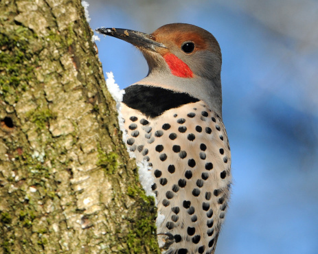 Tips about How to Identify a Northern Flicker