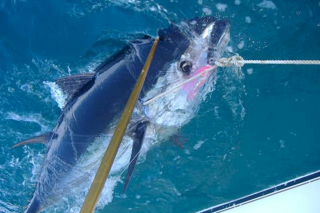 Identifying a Saltwater Tuna