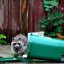 Raccoons out of a Trash Can