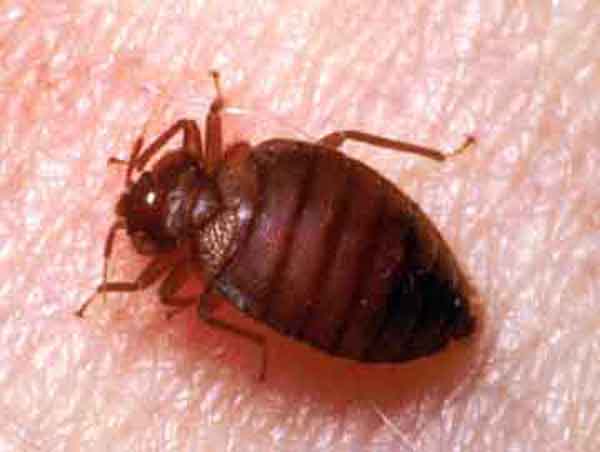Kill Bedbugs in 24 Hours