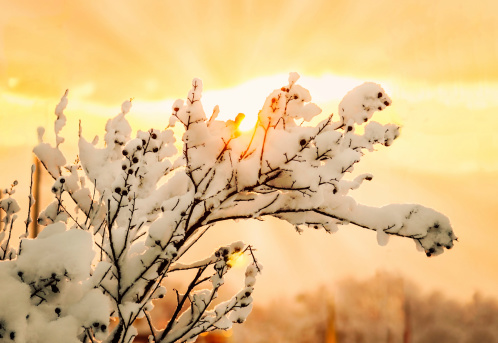 Landscape in the winter