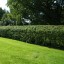 How to Lay a Hawthorn Hedge